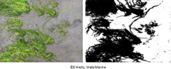 macroalgae images