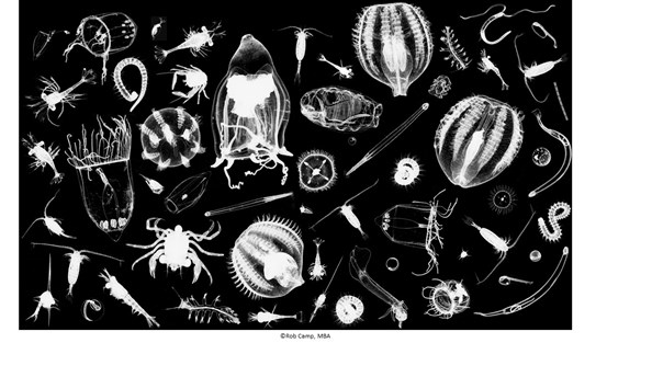Zooplankton Montage